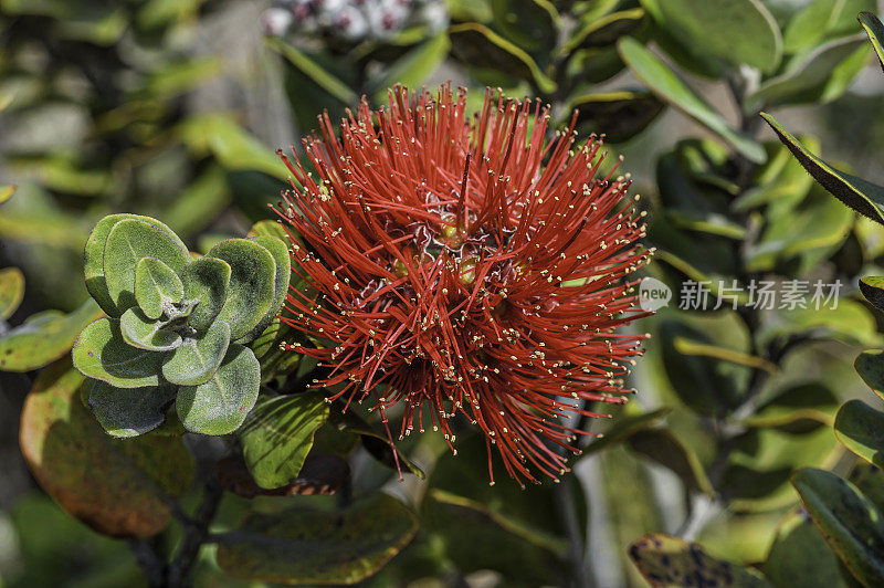 ʻōhiʻa lehua, Metrosideros多态性，是一种开花的常青树在桃金娘科，桃金娘科，这是地方性的夏威夷六个最大的岛屿ʻi。夏威夷当地的许多传统把它形成的树和森林称为s